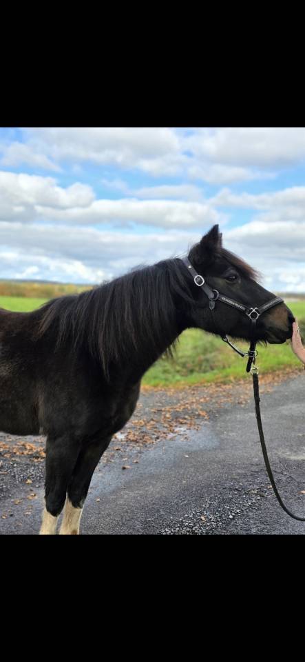 Cavalla Connemara In vendita 2006 Pezzato