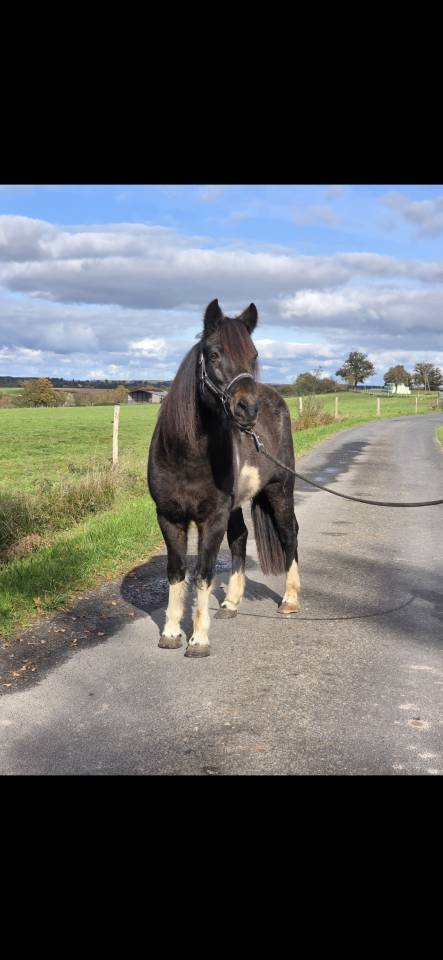 Cavalla Connemara In vendita 2006 Pezzato