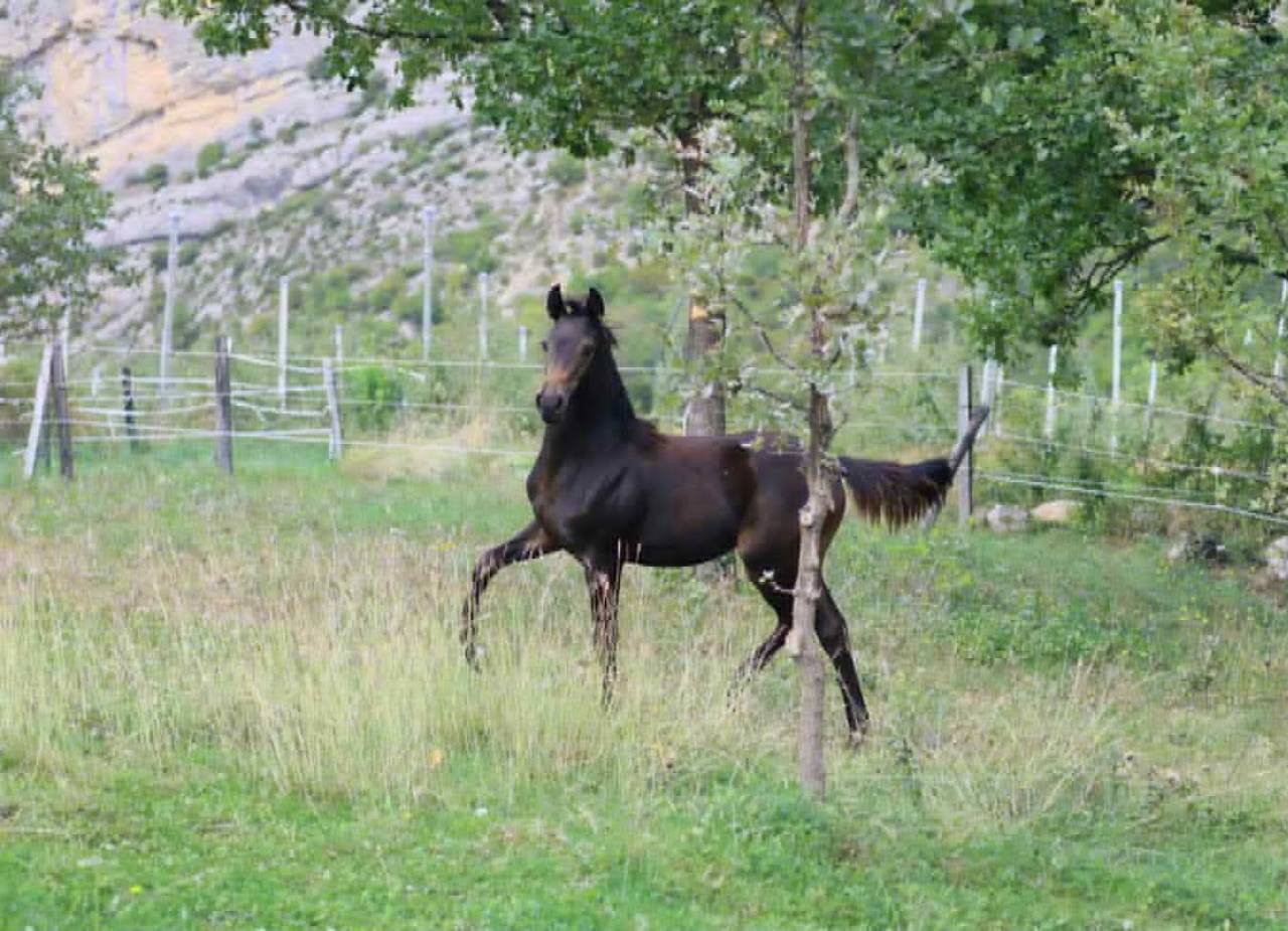 Puledra Sella Francese In vendita 2025 Baio