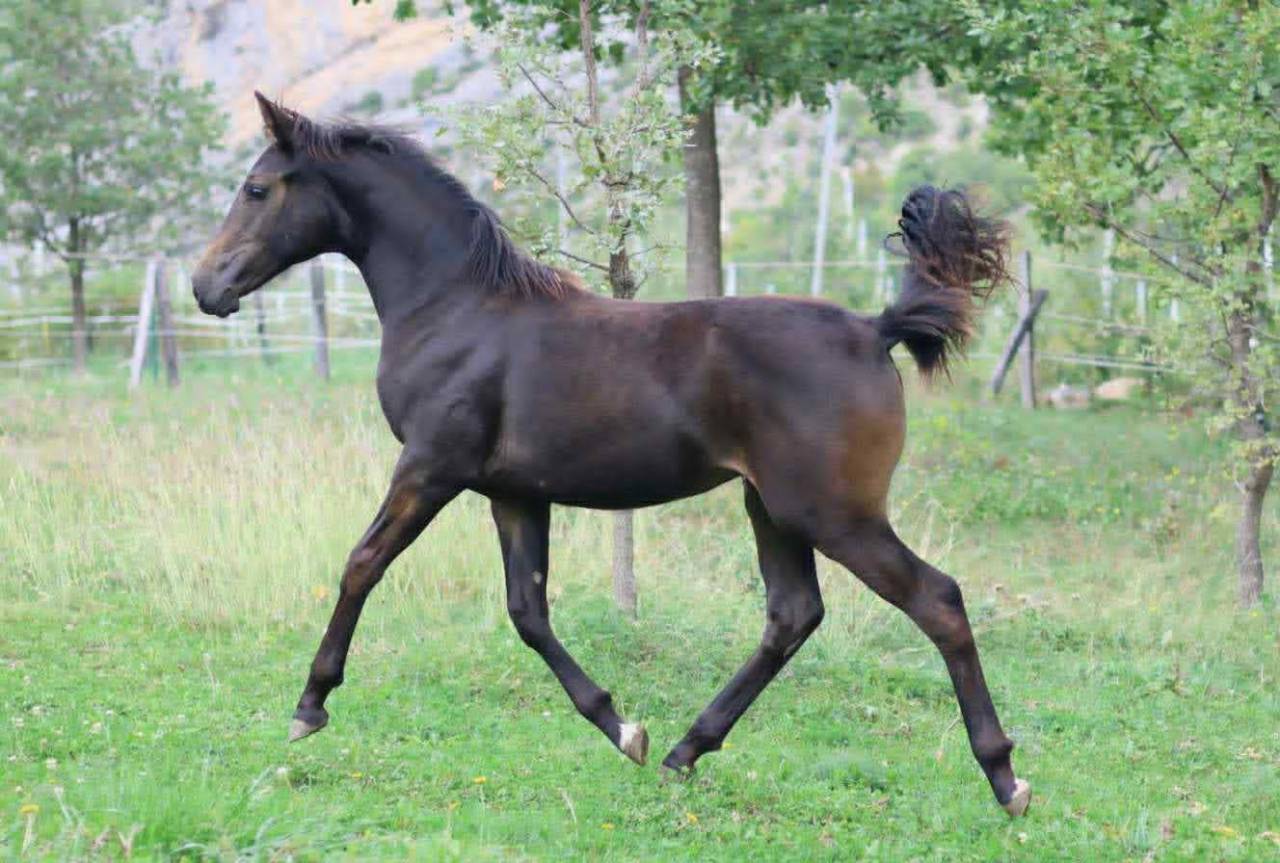 Puledra Sella Francese In vendita 2025 Baio