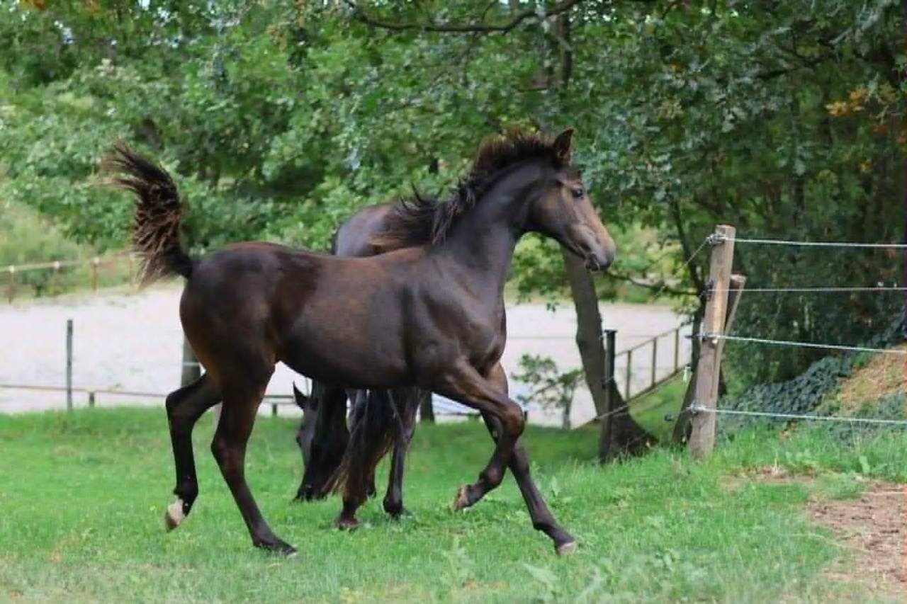 Puledra Sella Francese In vendita 2025 Baio