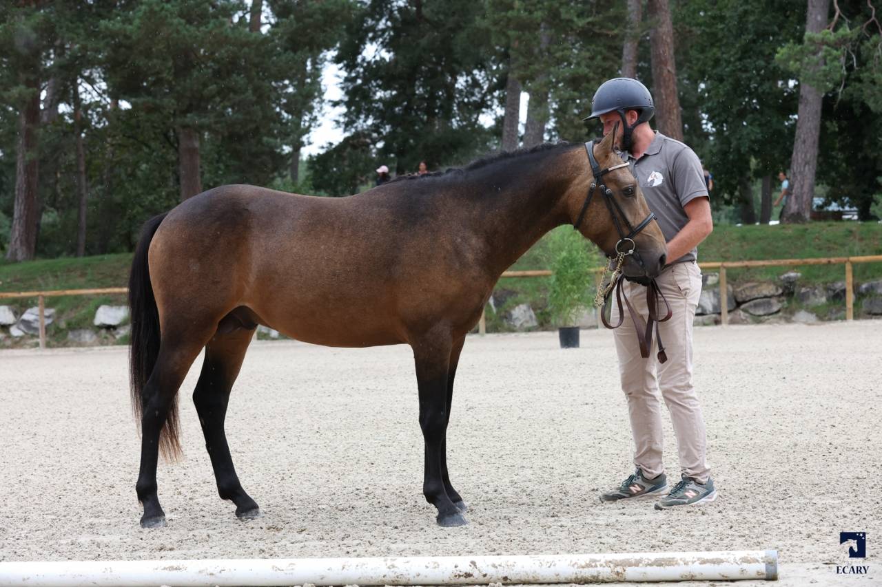 L'ancelot du ménage  - New Forest 2021 ,  SILVERLEA SIMPLY RED