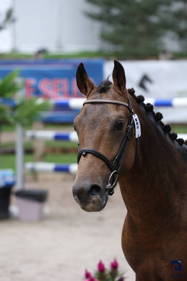 L'ancelot du ménage  - New Forest 2021 ,  SILVERLEA SIMPLY RED