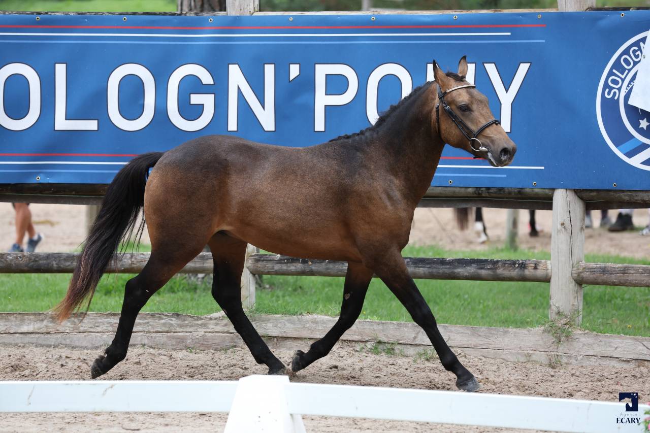 L'ancelot du ménage  - New Forest 2021 ,  SILVERLEA SIMPLY RED