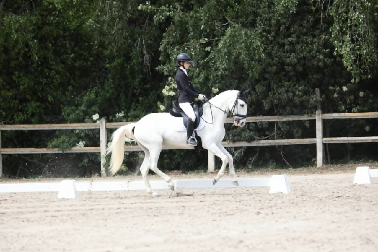 Cavalla Lusitano In vendita 2014 Bianco