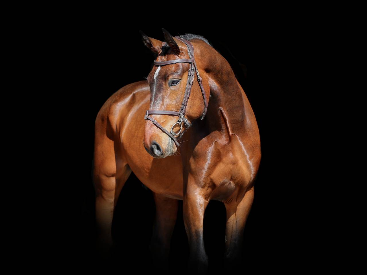 Castrone Zangersheide In vendita 2021 Baio ,  IMAGINATION VAN ‘T WINKENSHOF Z