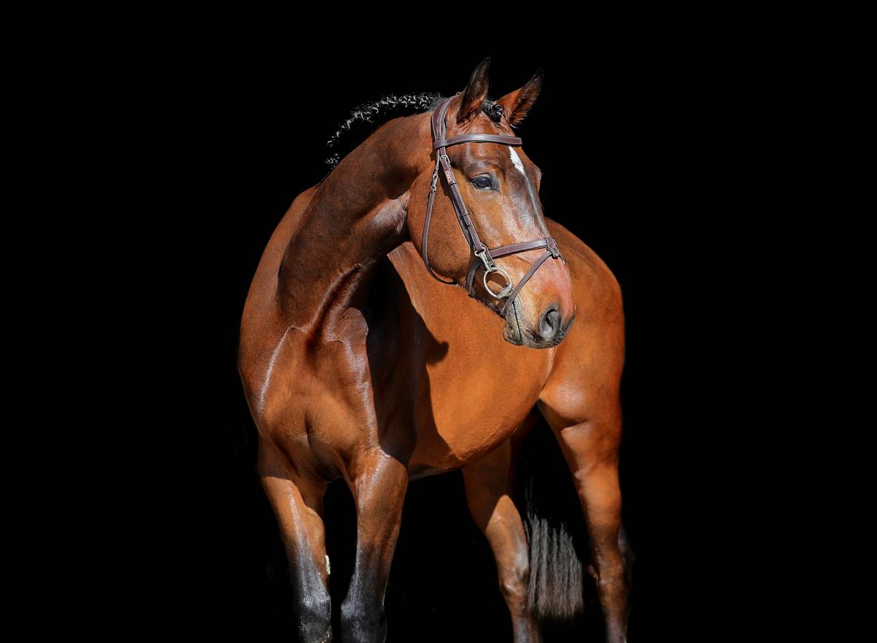 Castrone Zangersheide In vendita 2021 Baio ,  IMAGINATION VAN ‘T WINKENSHOF Z