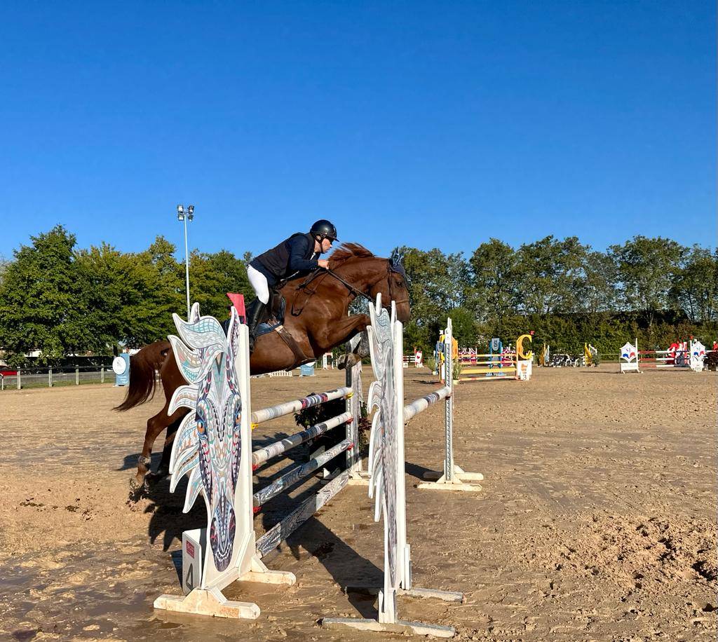 Cavalla Sella Francese In vendita 2016 Sauro ,  CHACCO ROUGE