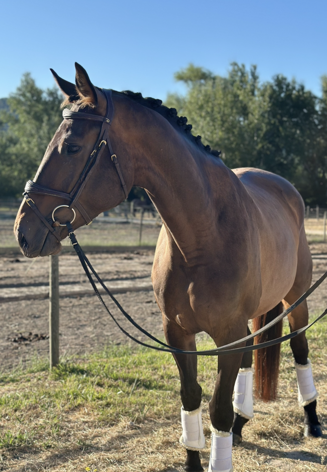 Cavalla Oldenburger In vendita 2021 Baio scuro ,  Fornsbracher