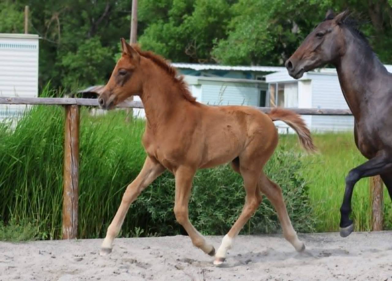 Puledra Hanovrien In vendita 2025 Sauro