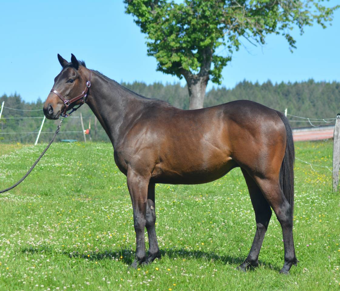 Castrone Purosangue Inglese In vendita 2022 Baio scuro