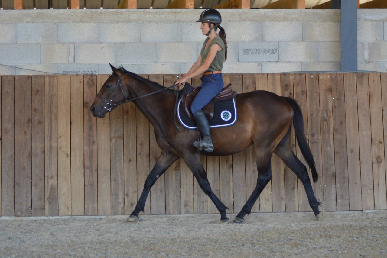 Castrone Purosangue Inglese In vendita 2022 Baio scuro