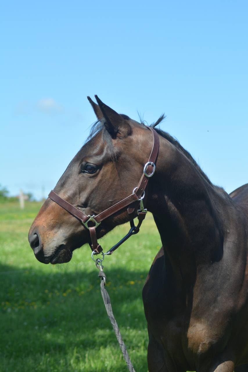 Castrone Purosangue Inglese In vendita 2022 Baio scuro