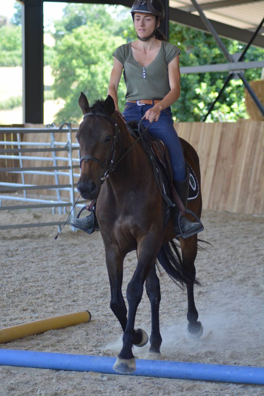 Castrone Purosangue Inglese In vendita 2022 Baio scuro