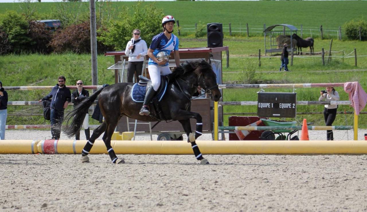 Cavalla Lusitano In vendita 2013 Baio scuro