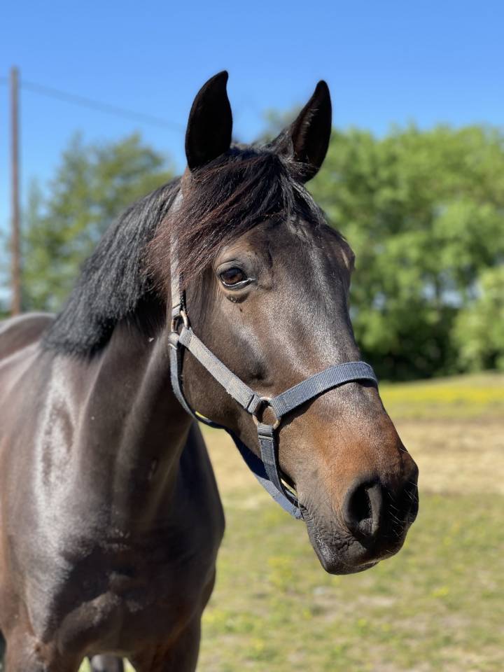 Cavalla Lusitano In vendita 2013 Baio scuro