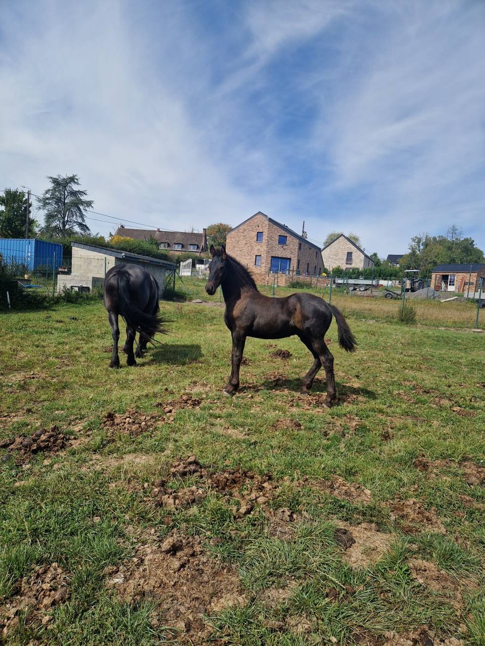Puledro Frisone In vendita 2024 Nero