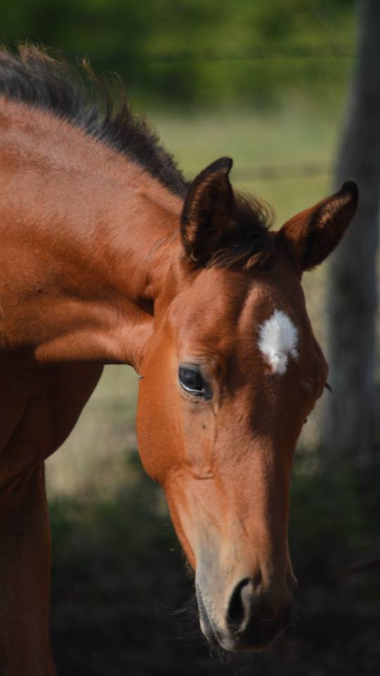 Puledro Sella Francese In vendita 2025 Baio ,  check in