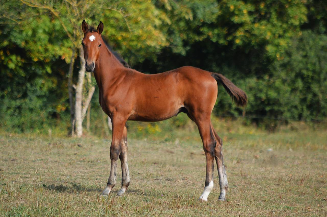 Puledro Sella Francese In vendita 2025 Baio ,  check in