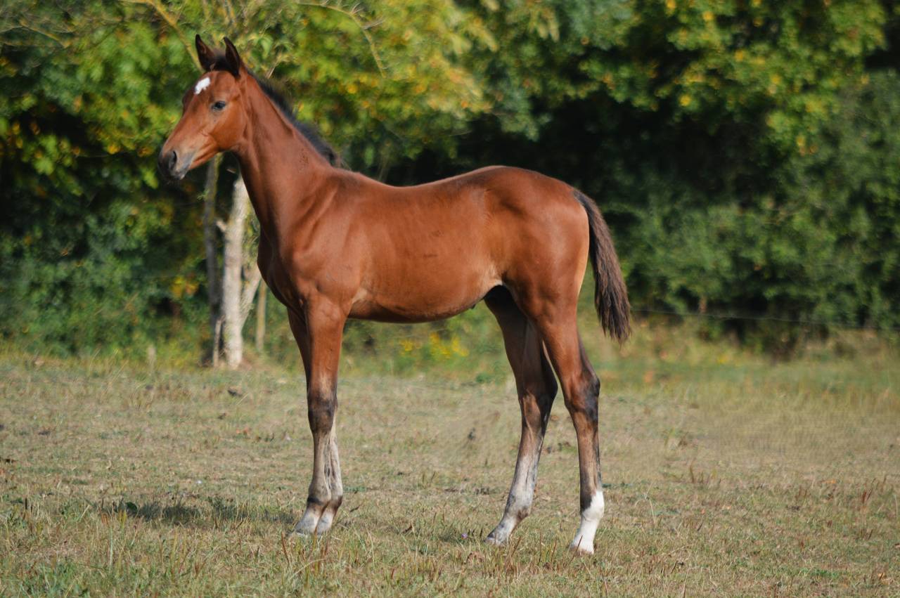 Puledro Sella Francese In vendita 2025 Baio ,  check in