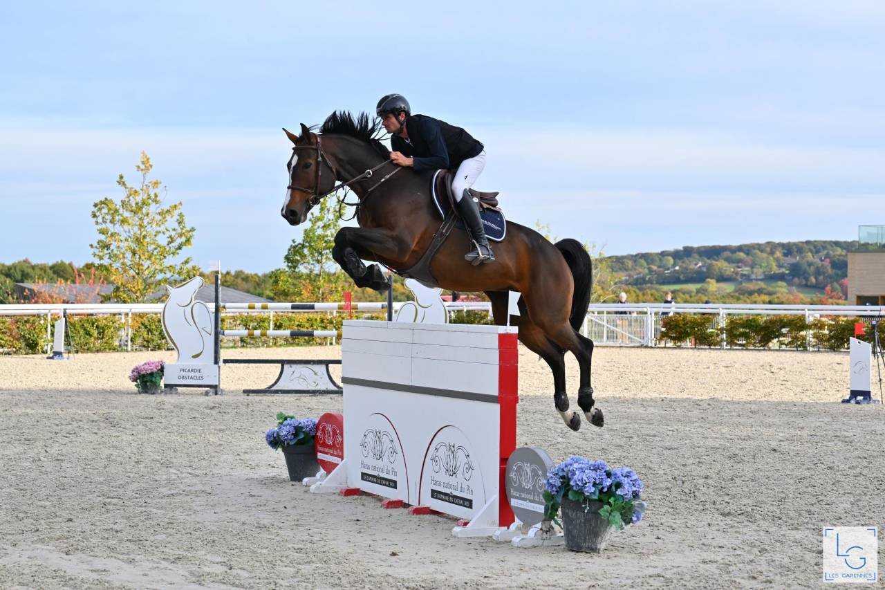 Puledro Sella Francese In vendita 2025 Baio ,  check in