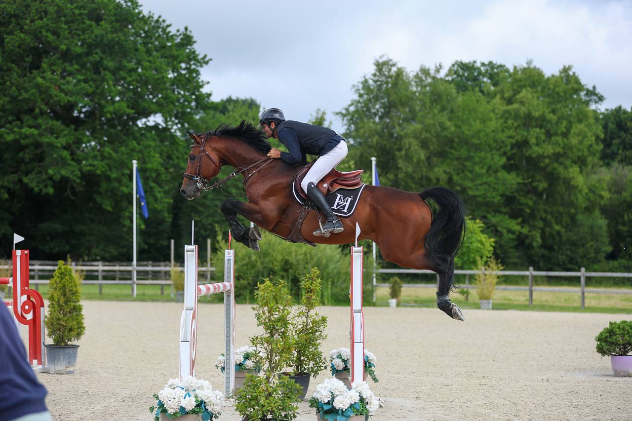 Puledro Sella Francese In vendita 2025 Baio ,  check in