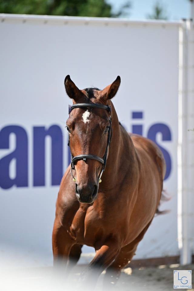 Puledro Sella Francese In vendita 2025 Baio ,  check in