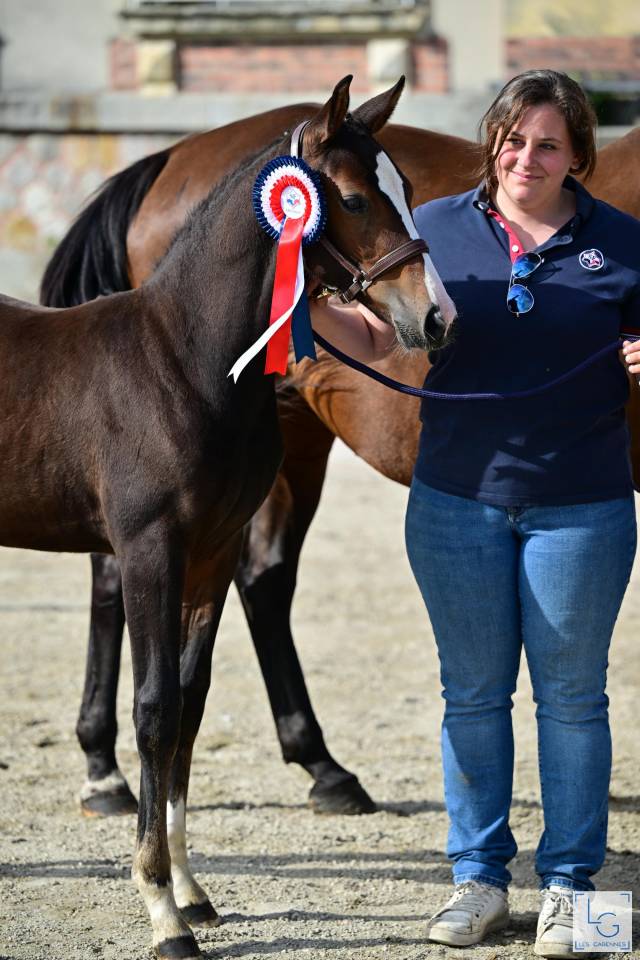 Puledro Sella Francese In vendita 2025 Baio ,  check in