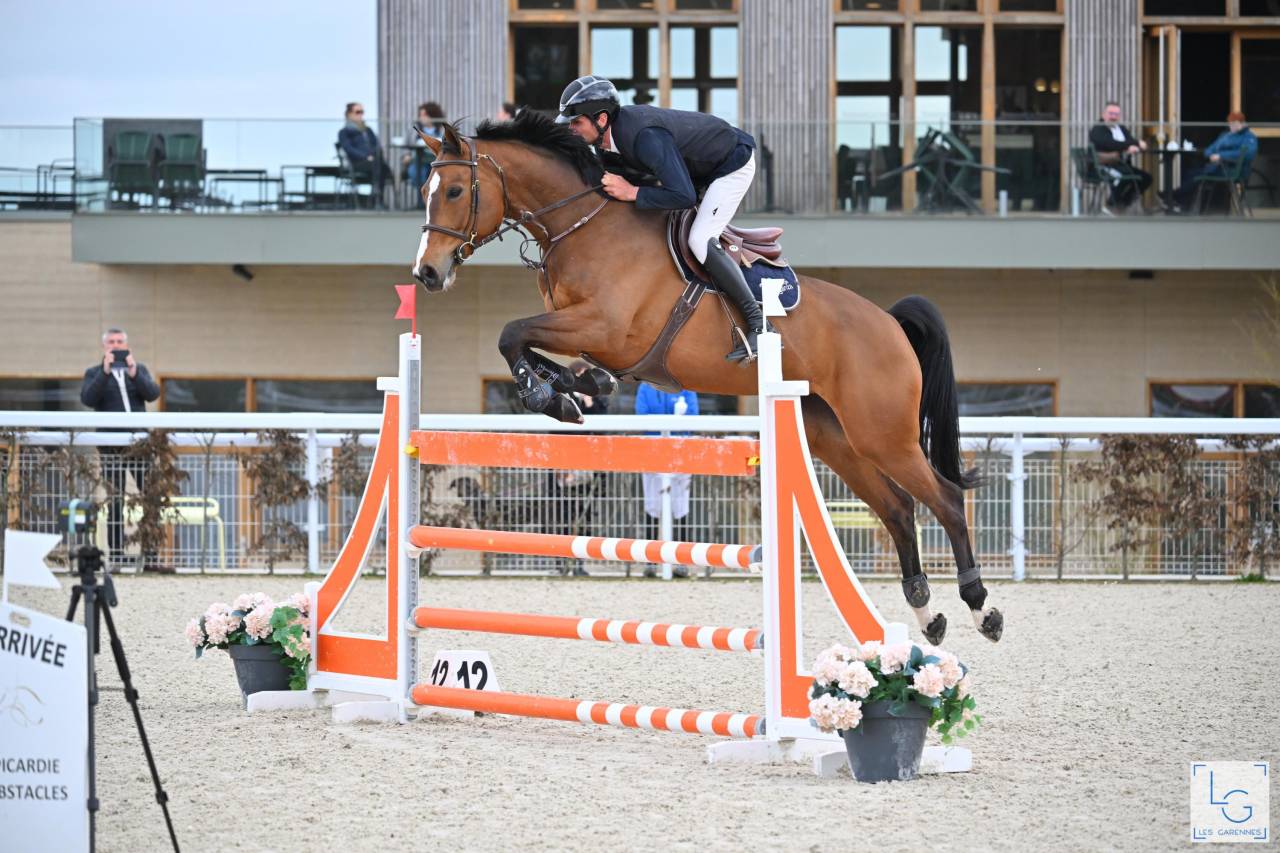 Puledro Sella Francese In vendita 2025 Baio ,  check in