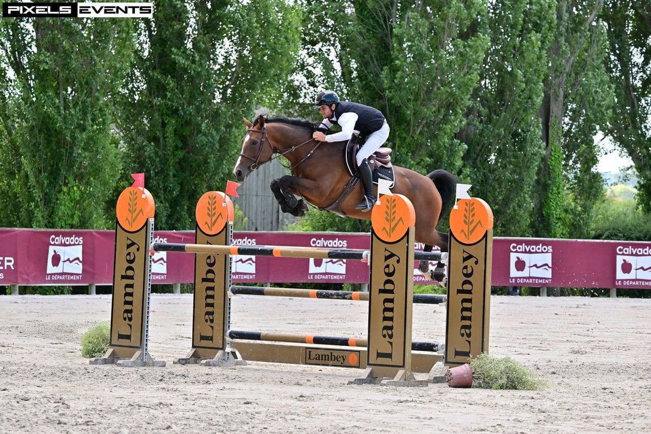 Puledro Sella Francese In vendita 2025 Baio ,  check in