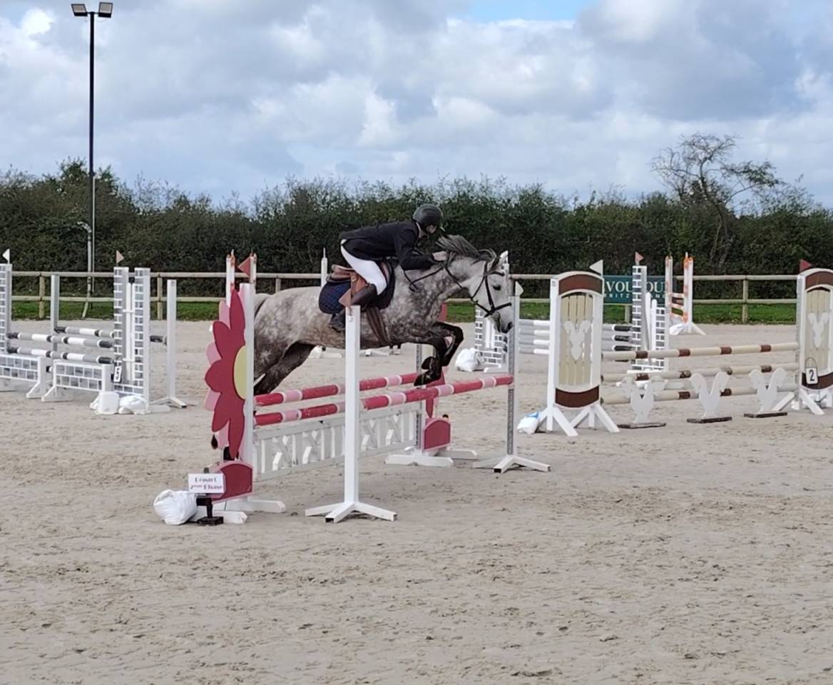 Cavalla New Forest In vendita 2020 Grigio ,  Figaro selande