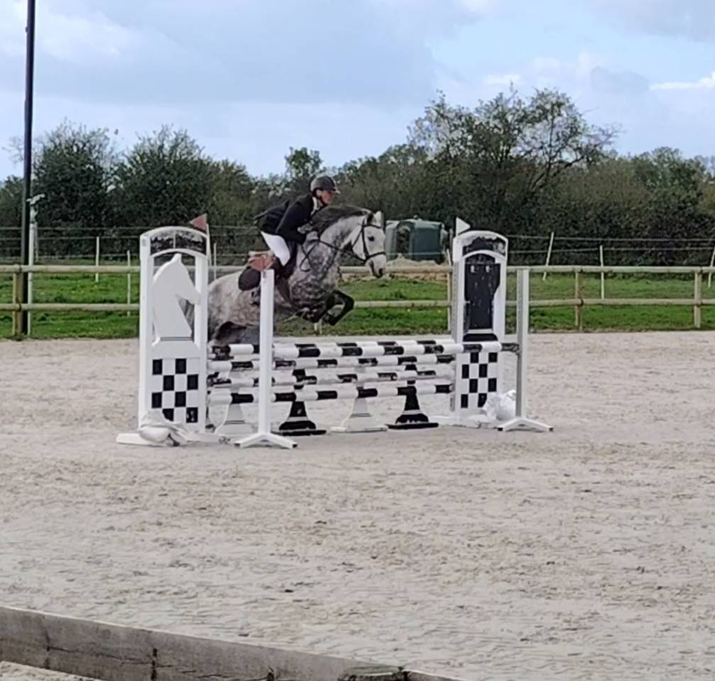 Cavalla New Forest In vendita 2020 Grigio ,  Figaro selande