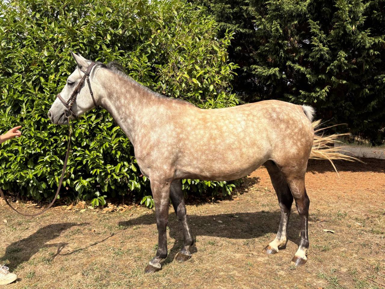 Cavalla New Forest In vendita 2020 Grigio ,  Figaro selande