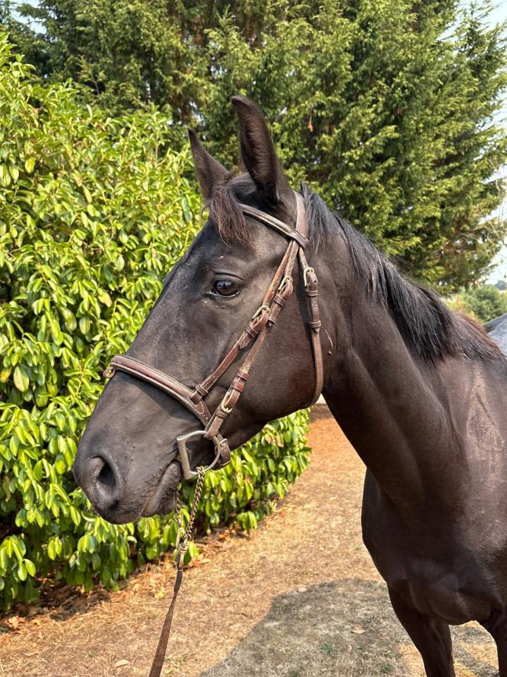 Castrone Anglo-Arabo In vendita 2021 Nero ,  Pastel d'olympe