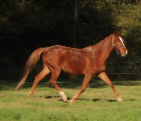 Cavalla Sella Francese In vendita 2020 Sauro