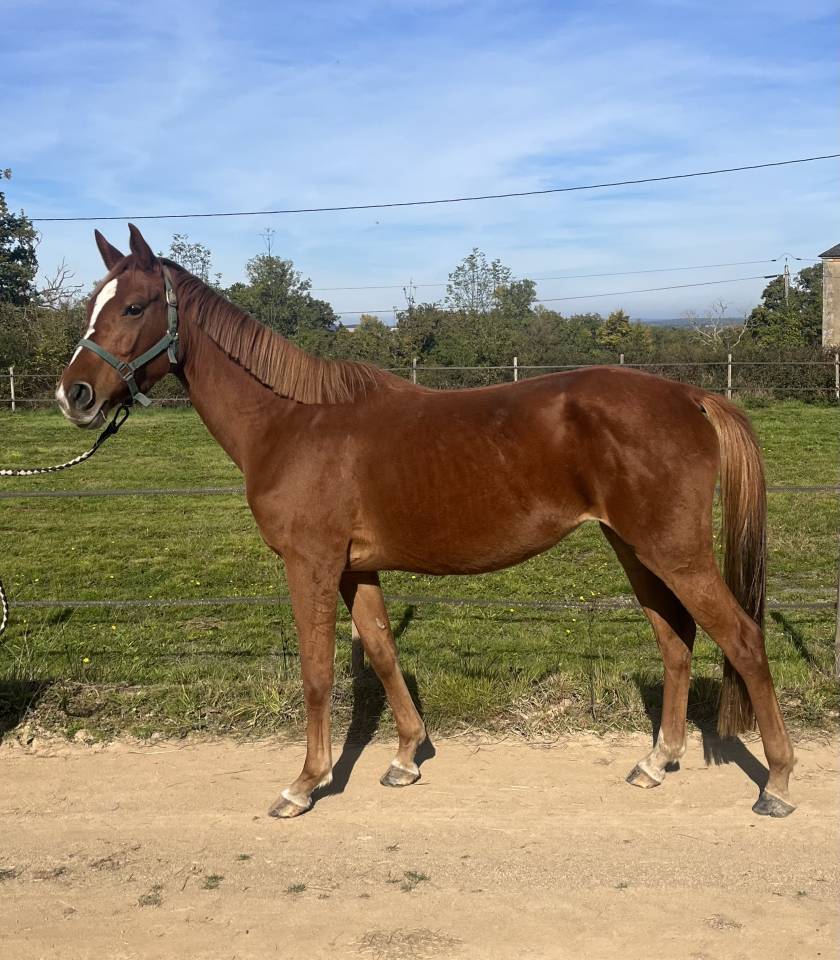 Cavalla Sella Francese In vendita 2020 Sauro