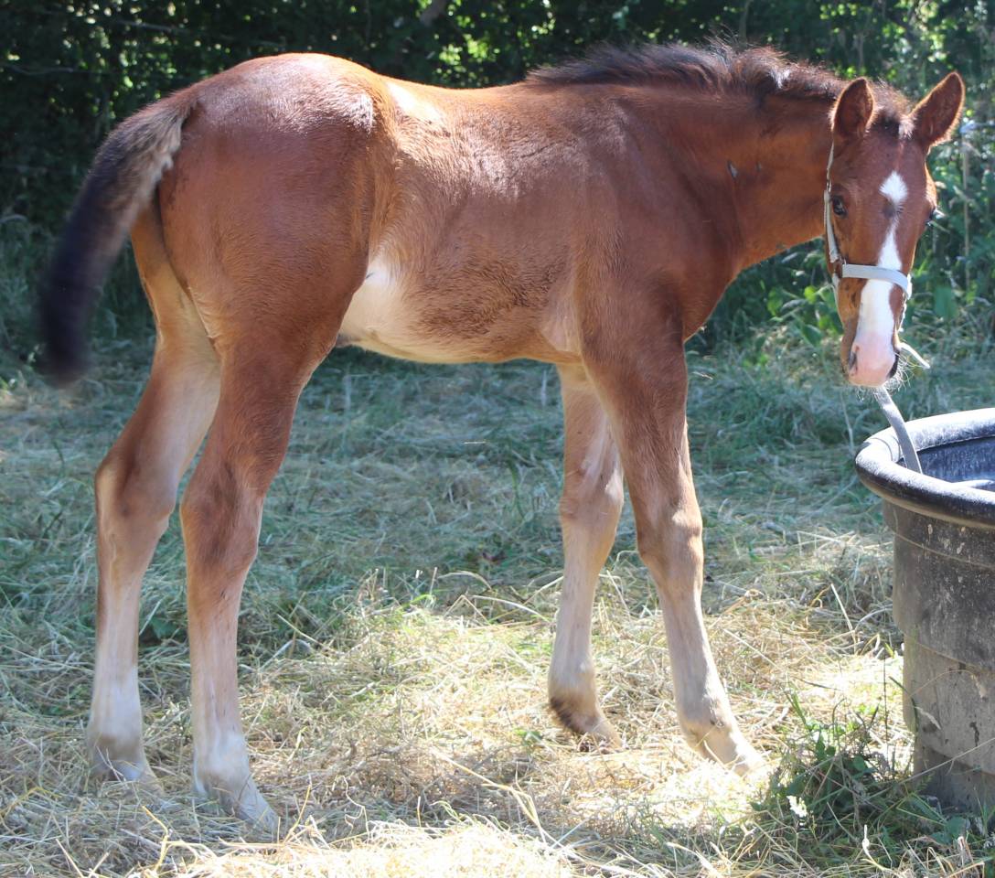 Puledro Sella Francese In vendita 2025 Baio