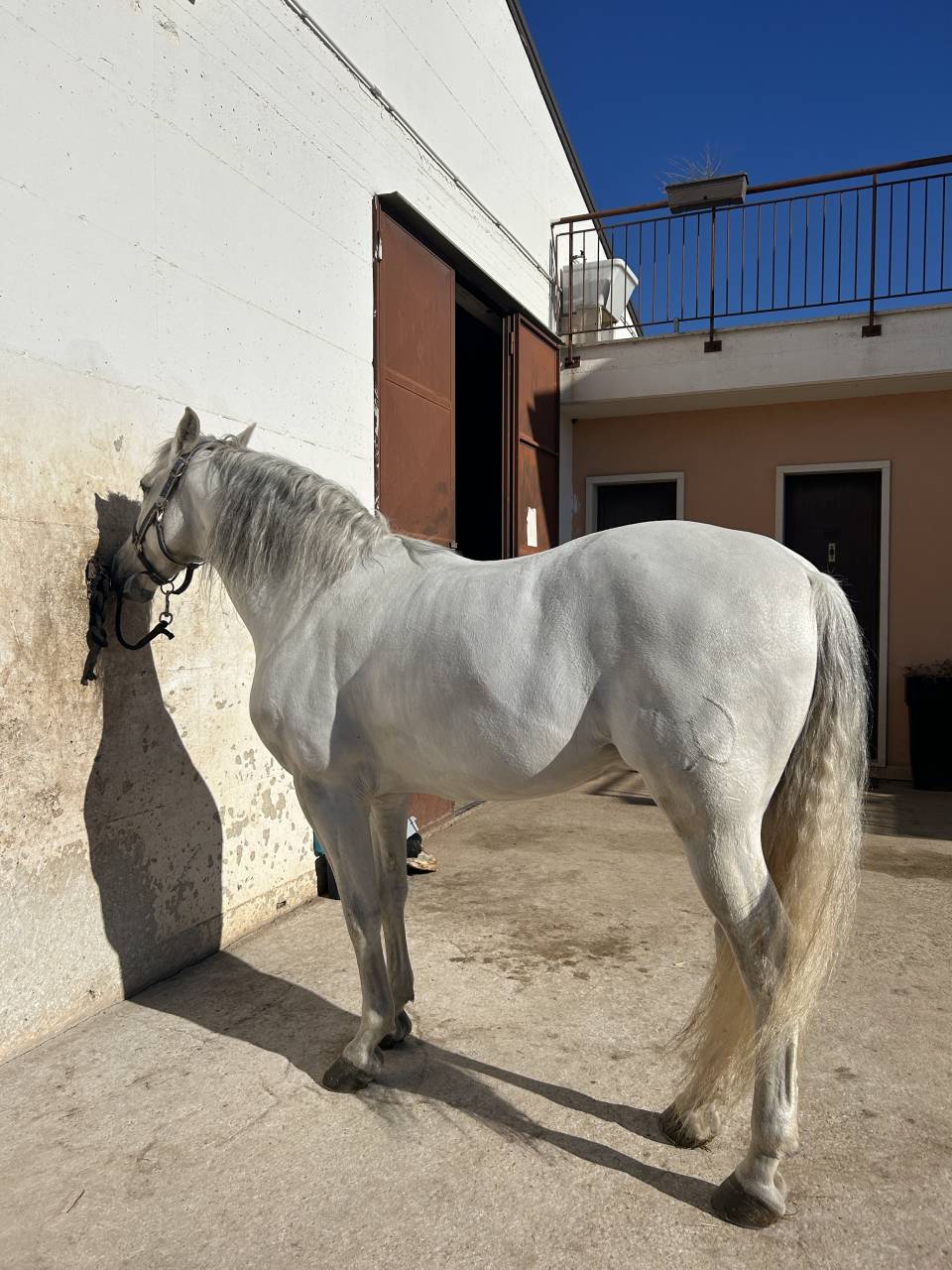 Cavallo andaluso 