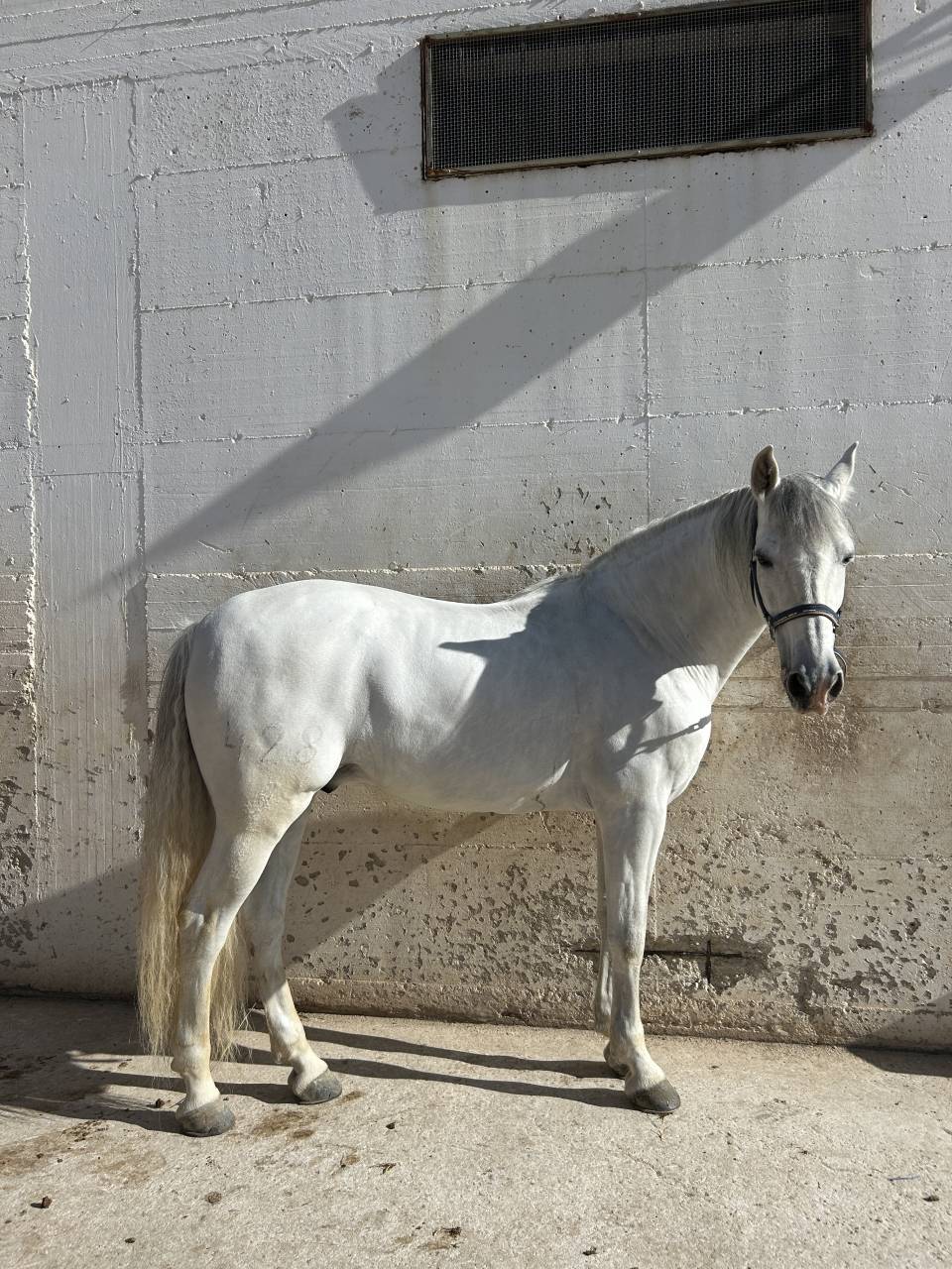 Cavallo andaluso 