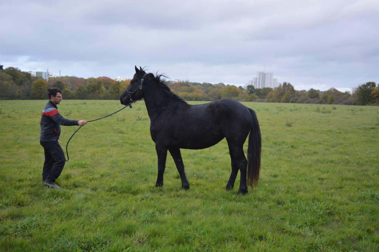 Cavalla Origine Non Constatata In vendita 2021 Nero