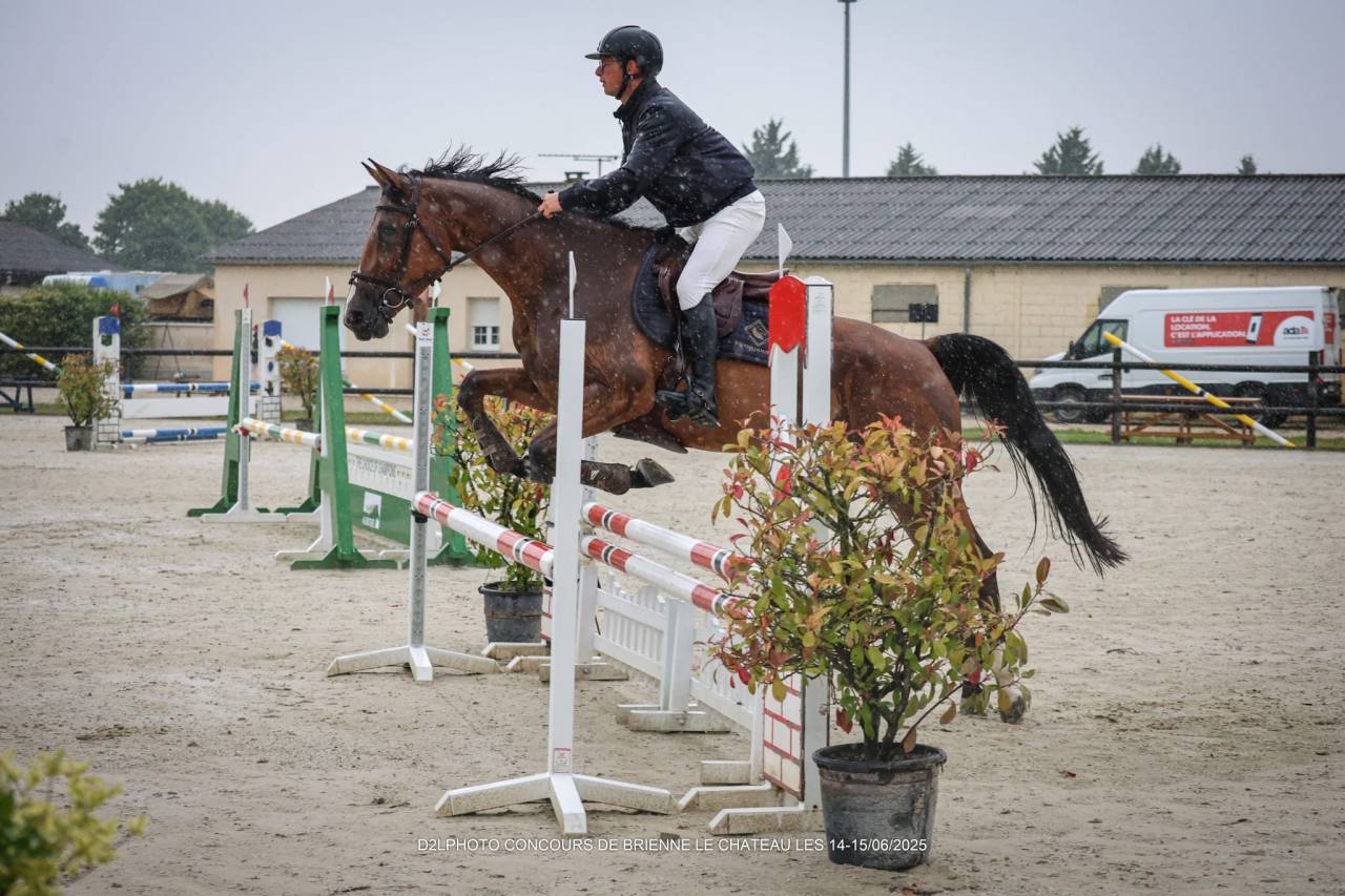 Cavalla Sella Francese In vendita 2020 Baio ,  El diarado d'Euskadi