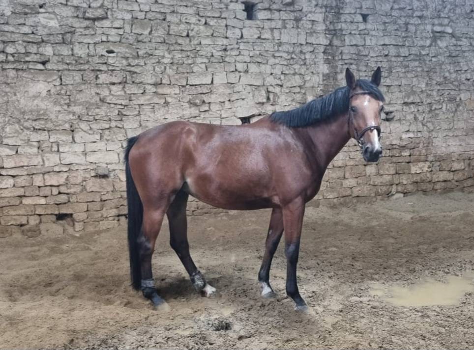 Cavalla Sella Francese In vendita 2020 Baio ,  El diarado d'Euskadi