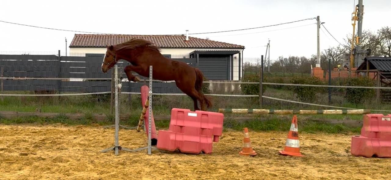 Intero Connemara In vendita 2021 Sauro