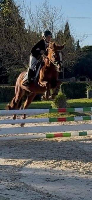 Intero Connemara In vendita 2021 Sauro