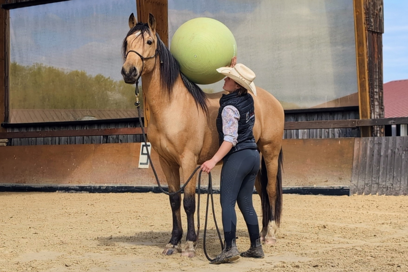 Castrone PRE Andaluso In vendita 2021 Isabella