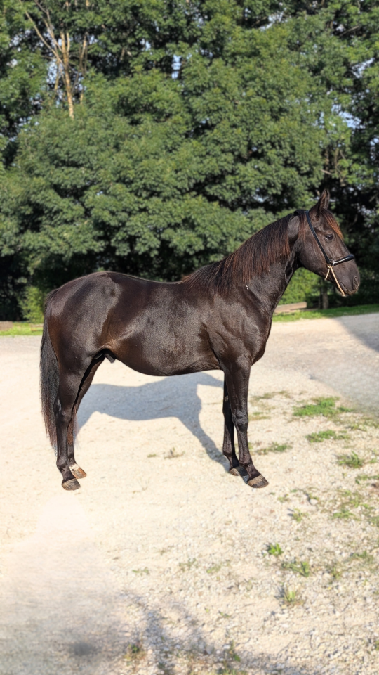 Intero Quarter Horse In vendita 2023 Nero