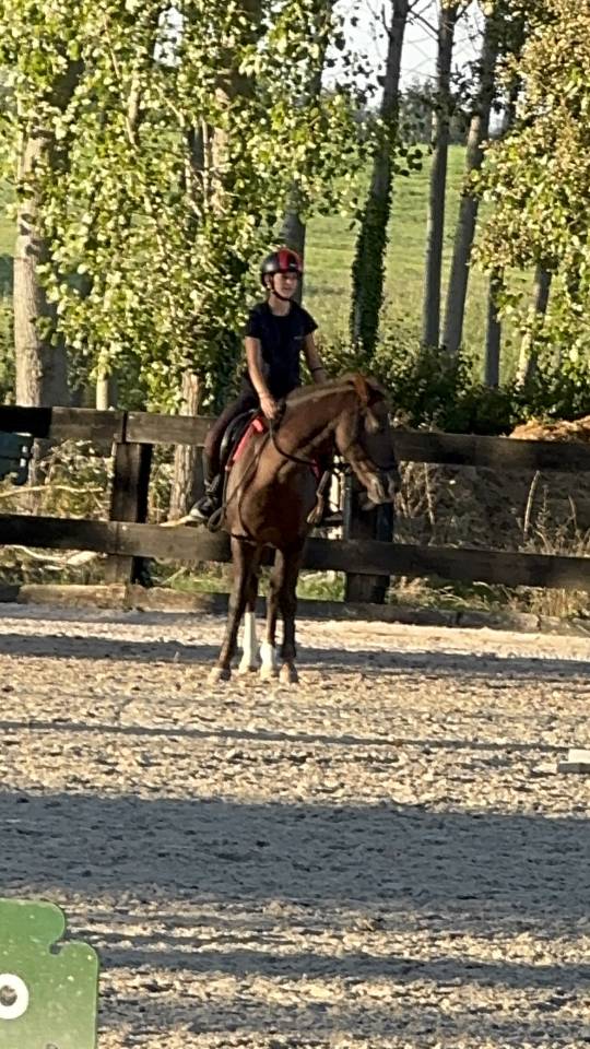 Pony dolce e docile del 2009