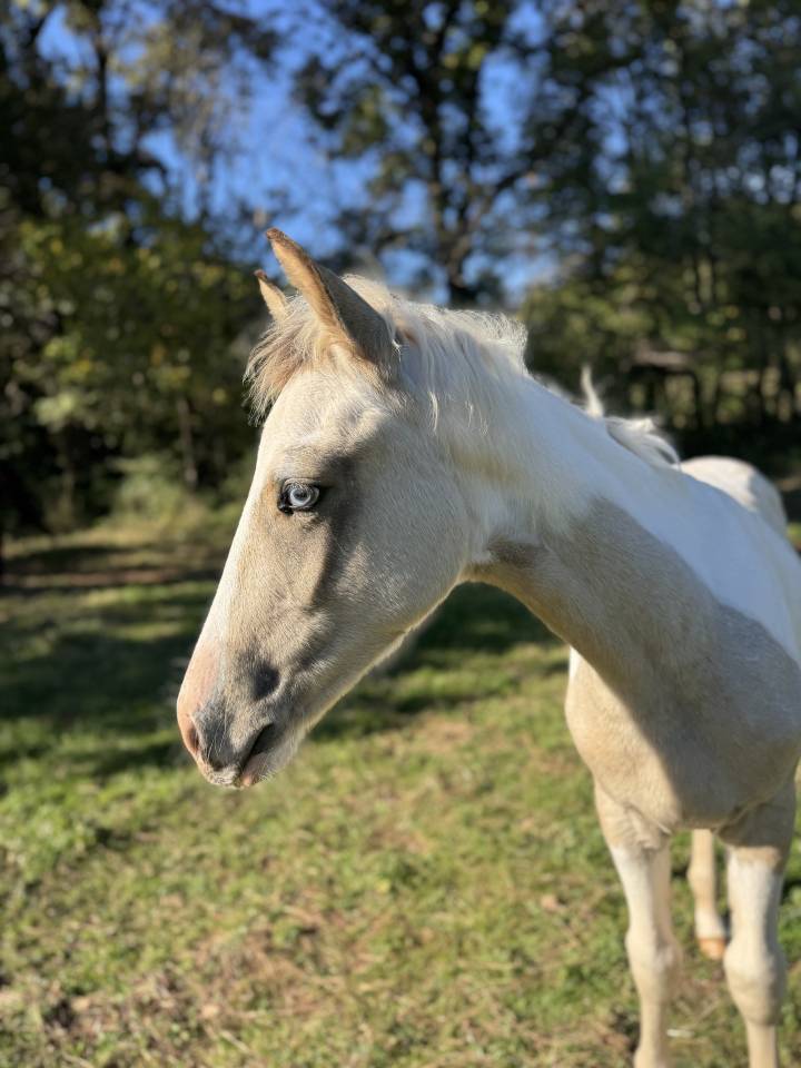 Puledro PFS Pony Francese da Sella In vendita 2025 Pezzato