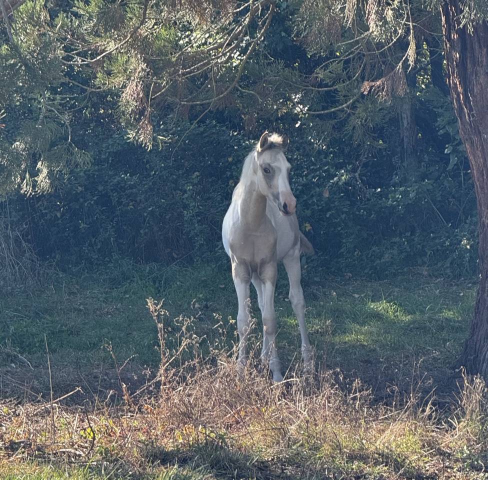 Puledro PFS Pony Francese da Sella In vendita 2025 Pezzato