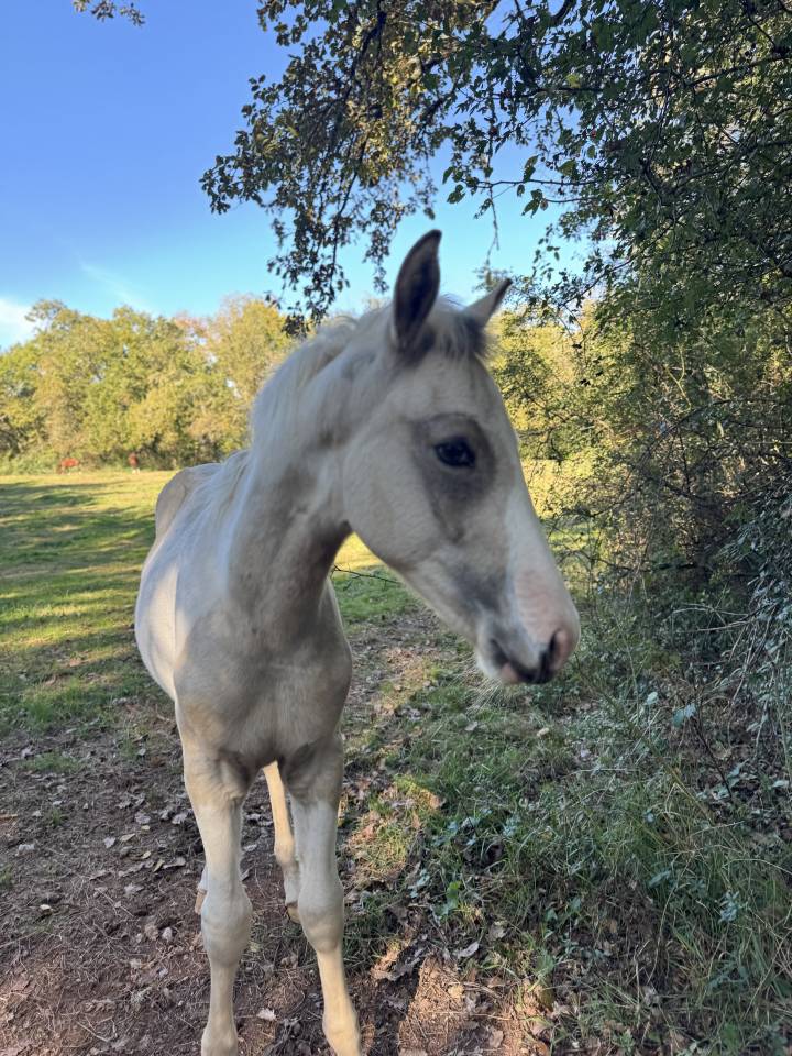 Puledro PFS Pony Francese da Sella In vendita 2025 Pezzato